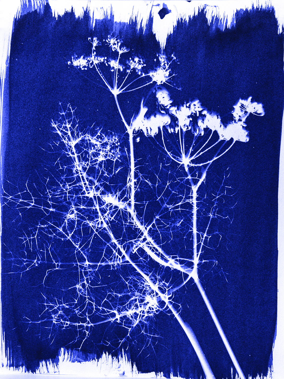 Cyanotype Print_delicate-leaves